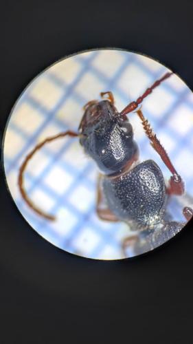 Carterus fulvipes